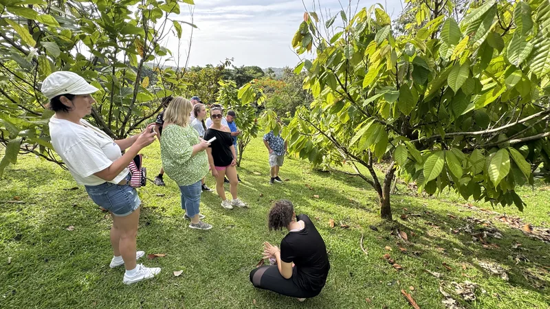 Cacao grove on the Luquillo chocolate farm tour near El Yunque, Puerto Rico