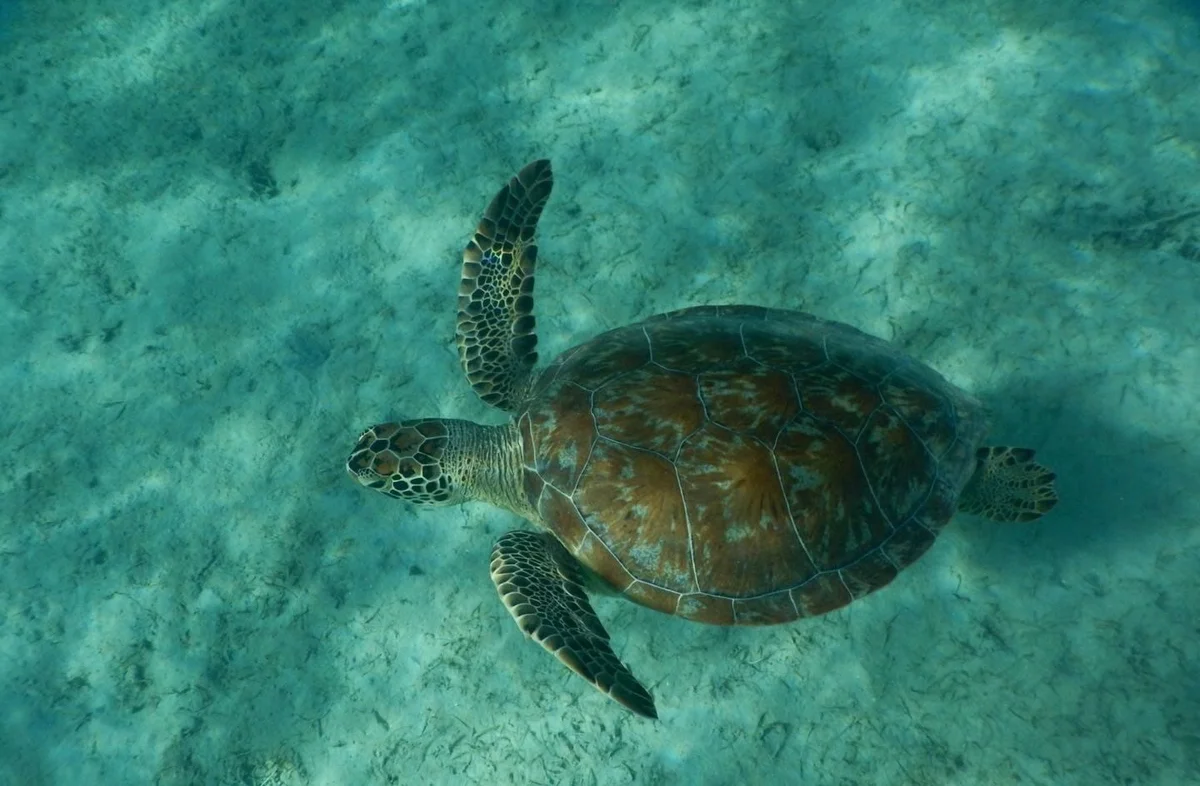 Green sea turtle seen while snorkeling the reef off Playa Tortuga, Culebrita